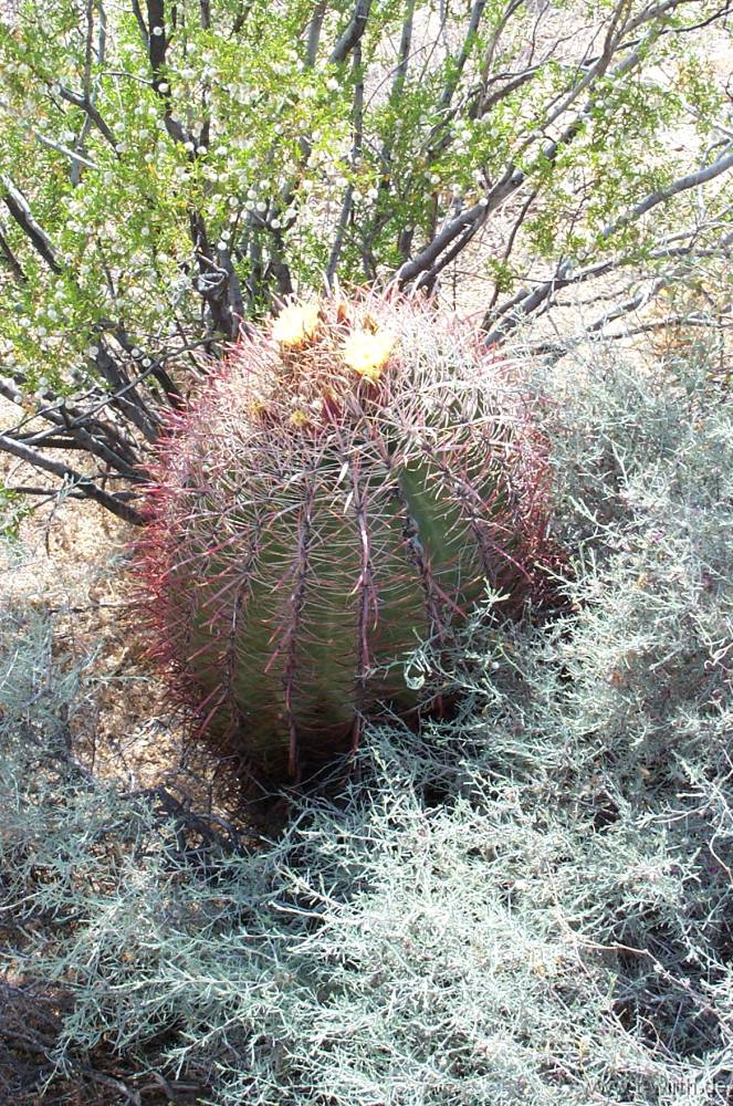 Zufallsbild aus der Galerie